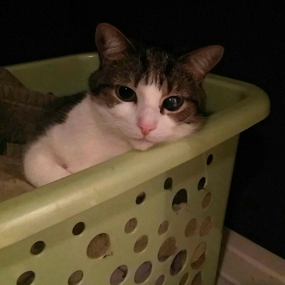 Meet your Posher, Kaya - Picture 1 of 1